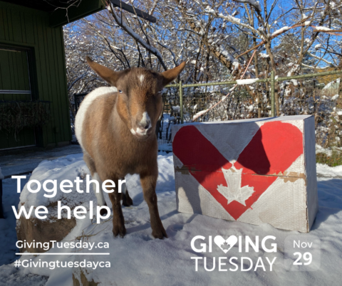 Get Ready for GivingTuesday with Halton Gives – Local News
