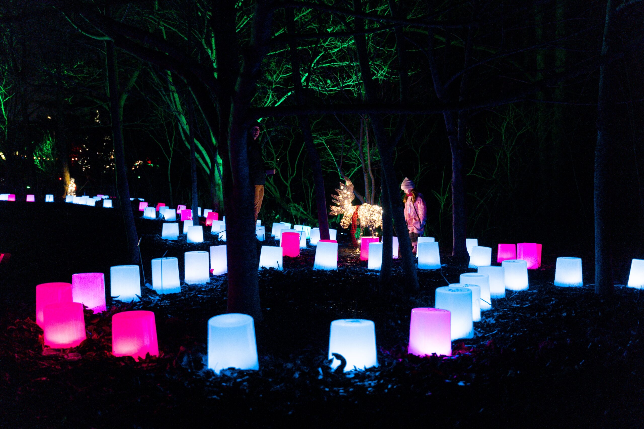 Pink and pale blue lights shaped like upside-down buckets are in a winding line through some trees at the Royal Botanical Gardens in Burlington. A young girl is in the background of the photo, enjoying the coloured lights.