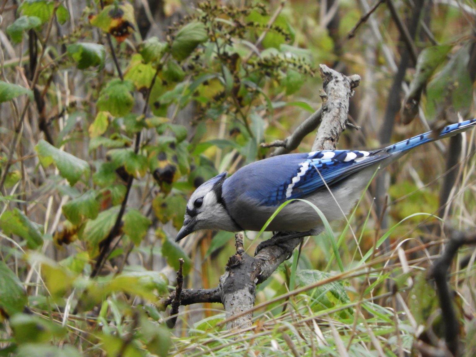 A blue bird with white on its head and on the edges of its wings, with black around its neck and under the white on its wings. It is sitting on a branch, located in Burlington's Hendrie Valley.