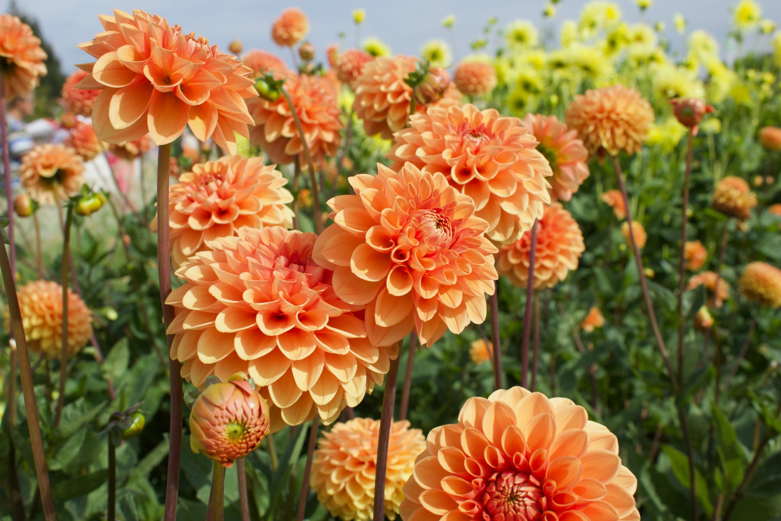 Orange flowers with layers of curled-in petals nearly cover the image. They are growing in a field.