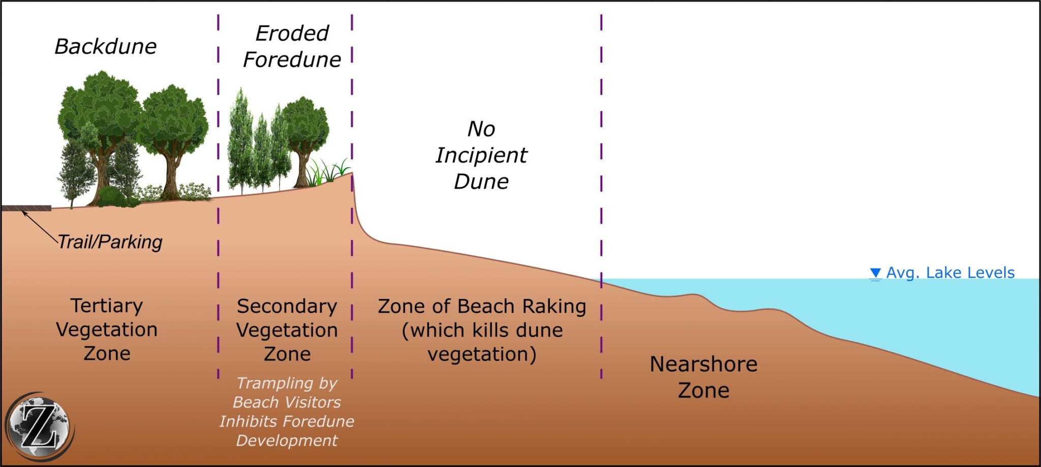 Restoring Nature’s Balance: Dune Rehabilitation to Enhance Beach ...